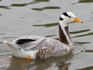 Bar-Headed Goose (WWT Slimbridge July 2013) - pic by Nigel Key